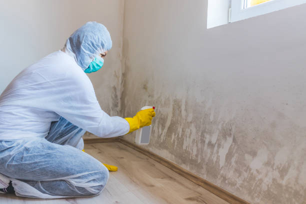 Mold inspector in Hopkins performing thermal imaging